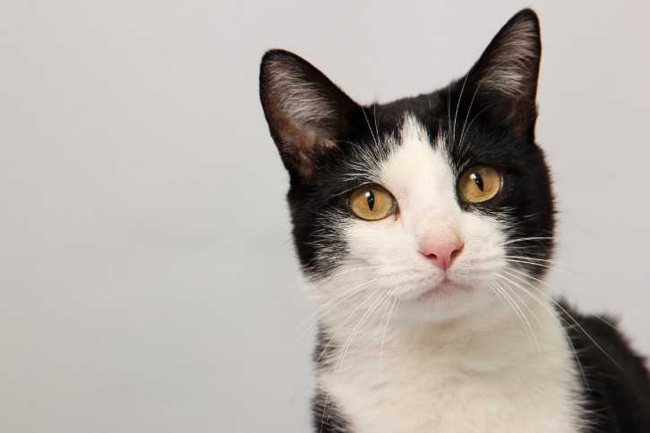 black market webshop