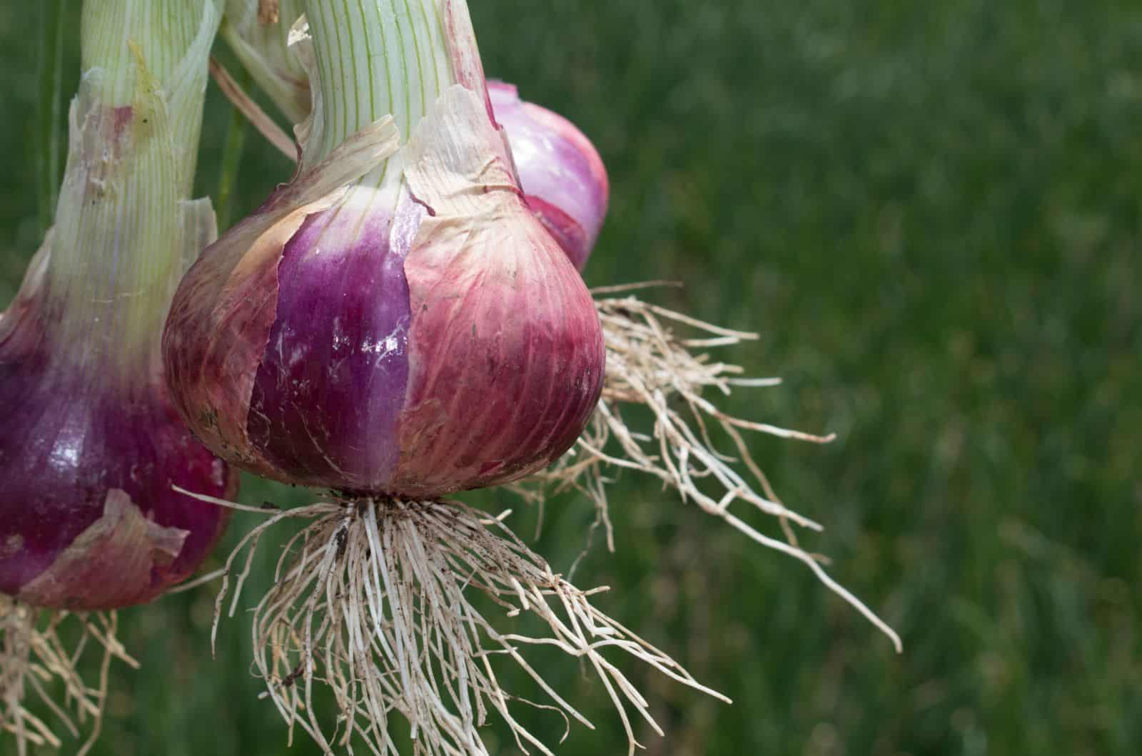 onion deep web search