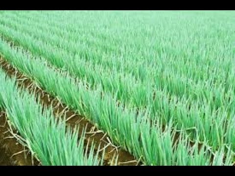 onion seiten 2023